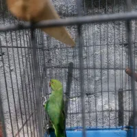 ۱عدد شاه طوطی و۱ عدد ملنگو نر جوان|پرنده|بندر ماهشهر, |دیوار