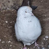 گرگی یا کله برنجی