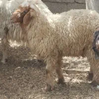 گسفند نر