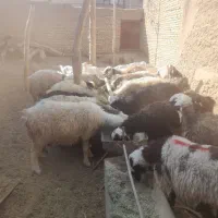 گوشت گوسفند قوچ|خوردنی و آشامیدنی|یزد, |دیوار