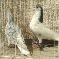 طوقی.ساده خال سینه