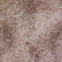 برنج فجر سوزنی