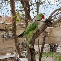 شاه طوطی نر