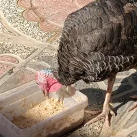 یک عدد بوقلمون نر محلی|حیوانات مزرعه|شیراز, کفترک|دیوار