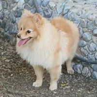 سگ پامر طلا خانم ۲ ساله فروشی ۸م