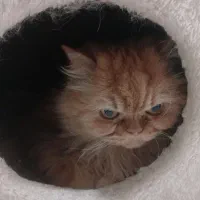 گربه پرشین نارنجی