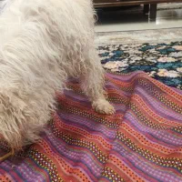 سگ نزاد شیتزود پیدا شده