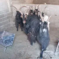 نربز|حیوانات مزرعه|ماهدشت, |دیوار