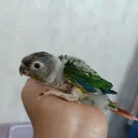 گرنچیک یلو ساید