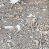 خروس