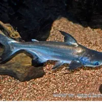 اکواریوم در سلیز ۳۲ در۸۸ با شیشه خم و تجهیزات