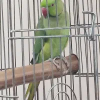 طوطی ملنگو نر