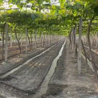 خدمات کشاورزی وباغبانی کاشت انواع درختان میوه|خدمات باغبانی و درختکاری|کاشان, ۲۲ بهمن|دیوار