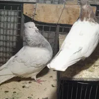کفتر|پرنده|بم, |دیوار