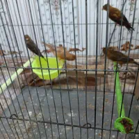 قناری 9 عدد نر