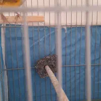 سهره قناری سرخ