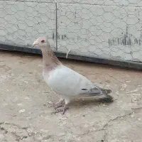 کفتر هفترنگ ماده پرنده