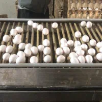 تخمرغ روز عمده