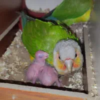 گرینچیک سرلاکی|پرنده|فردیس, شهرک ناز|دیوار