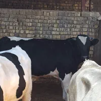 گوساله چاق|حیوانات مزرعه|قم, پردیسان|دیوار