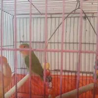 جفت مولد طوطی برزیلی.