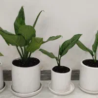 آگُلنما سبز و سینگونیوم