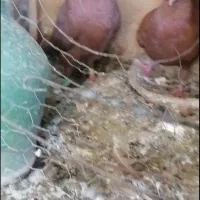 نروماده سرخ گلالی پلاکی