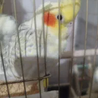 پانزده جفت عروس هلندی تخم گذار فروش فوری|پرنده|شاهین‌شهر, امام حسین|دیوار