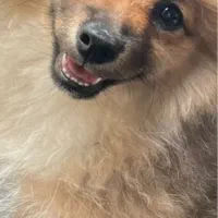 واگذاری سگ پامر|سگ|پرند, فاز ۵|دیوار