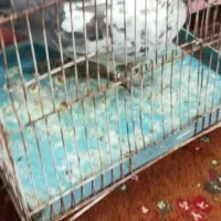 کفتر سینه سفید