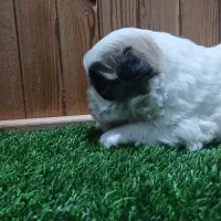 واگذاری توله شیتزو فلت|سگ|زرگرشهر, |دیوار