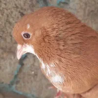 کبوتر|پرنده|زاهدان, |دیوار
