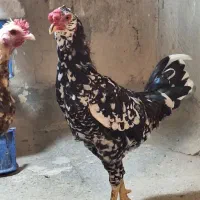 مرغ خروس|حیوانات مزرعه|تهران, افسریه شمالی|دیوار