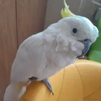 طوطی گمشده حدود ۴ ماه پیش خودم به قیمت میخرم