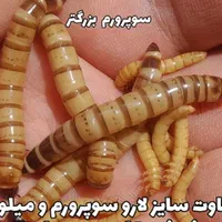 سوسک اصلاح نژاد شده وکرم میلورم|خزنده|الوند, |دیوار