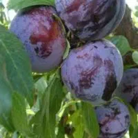 انواع نهال آلو خاکی و...|خدمات باغبانی و درختکاری|سنندج, |دیوار