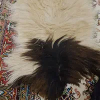 پوست بز