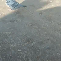 سوسکی پر کش فروشی|پرنده|تربتحیدریه, طالقانی|دیوار