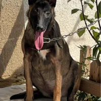 سگ نرو ماده مالینویز