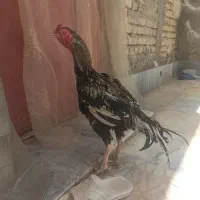 خروس لاری