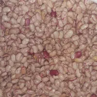 لوبیا چیتی