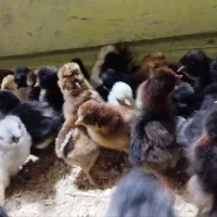 جوجه ۹ روزه  ساده و کاکلی و گردن لخت