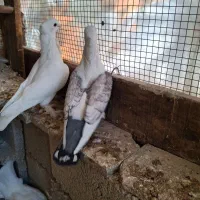 فروش کبوتر|پرنده|لامرد, |دیوار