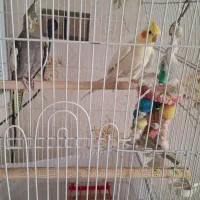 یک جفت عروس هلندی سرحال و بازیگوش