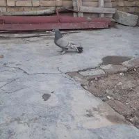 چنتا کبوتر پر درجه واسه فروش دارم