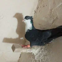 ریش سیاه نر|پرنده|خاش, |دیوار