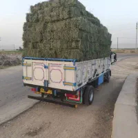 یونجه درجه یک