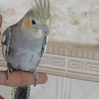 عروس هلندی