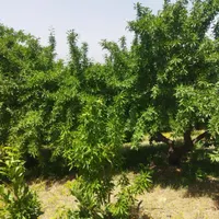 باغ  ۵۰۰ متری در پل زمانخان|فروش زمین و ملک کلنگی|اصفهان, ماشاده (رهنان)|دیوار