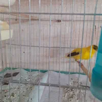 قناری مولد|پرنده|رباطکریم, انجم آباد|دیوار